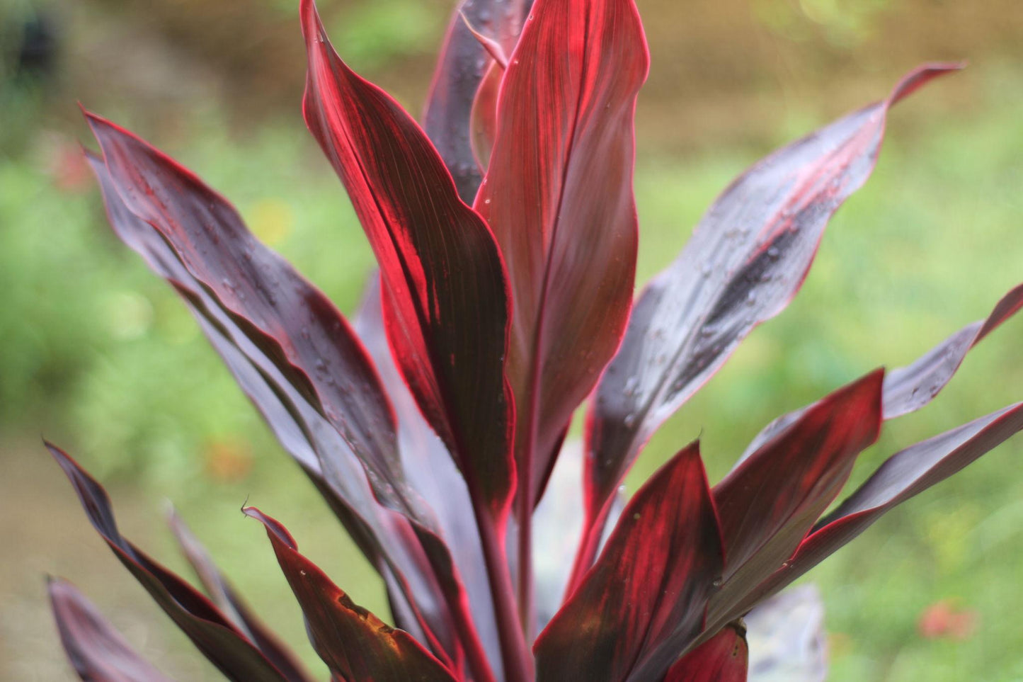 Cordyline Australis ‘Red Chocolate’ (Red Chocolate Cabbage Tree)