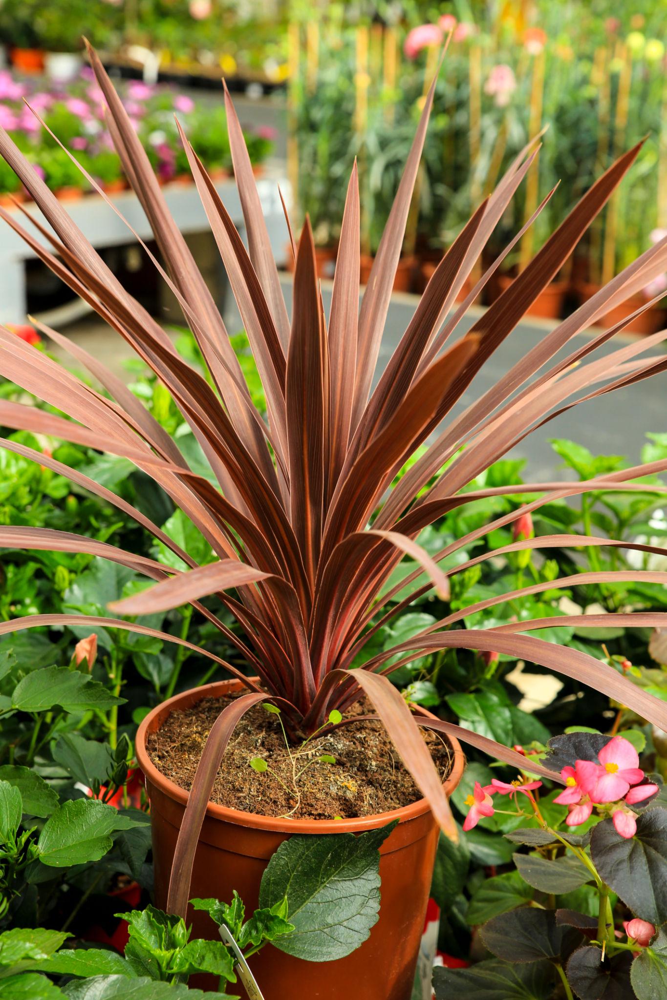 Cordyline Australis ‘Red Chocolate’ (Red Chocolate Cabbage Tree)