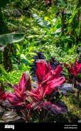 Cordyline Fruticosa ‘Tangelo’ (Tangelo Ti Plant)