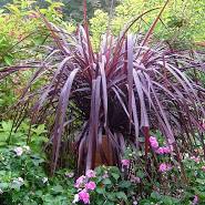 Cordyline Fruticosa ‘Tangelo’ (Tangelo Ti Plant)