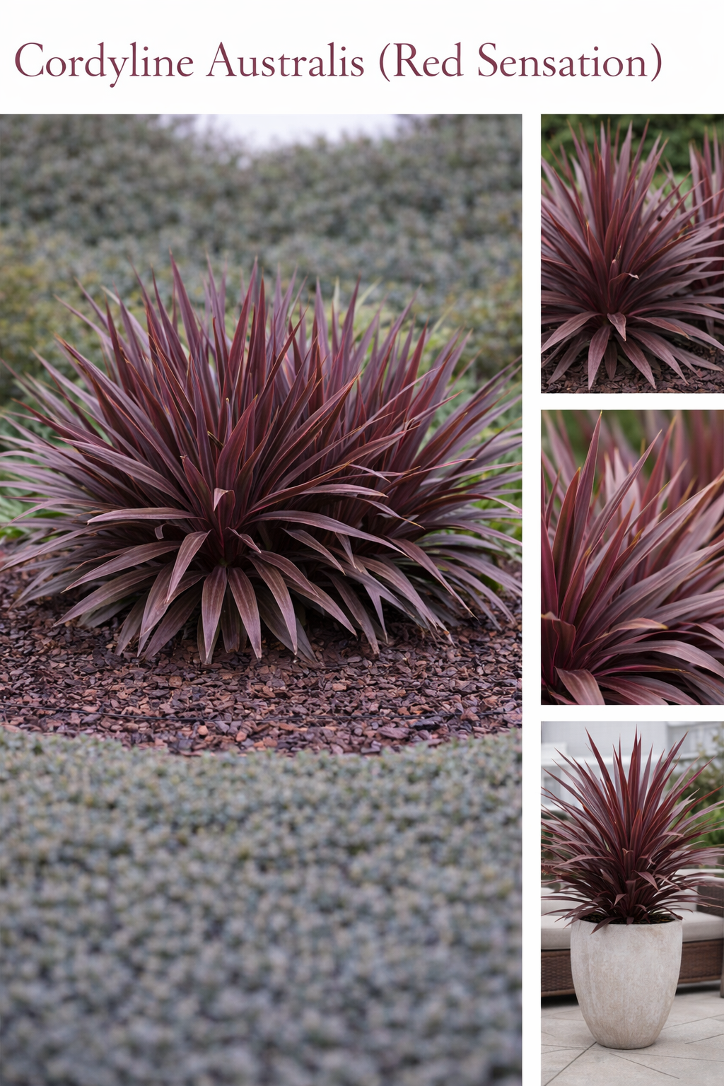 Cordyline Australis (Red Sensation) CLEARANCE