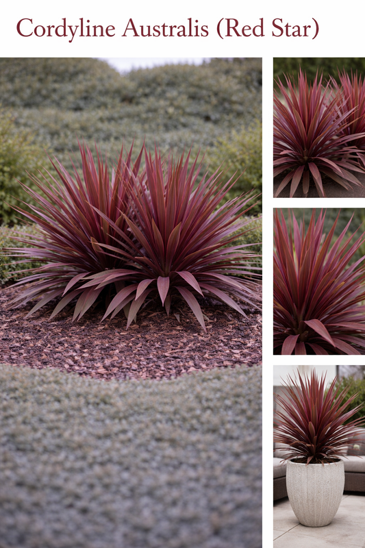 Cordyline Australis (Red Star)
