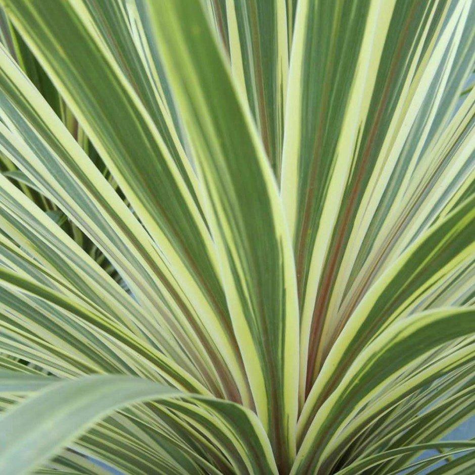 Cordyline Australis ‘Torbay Dazzler’ (Torbay Dazzler Cabbage Tree)