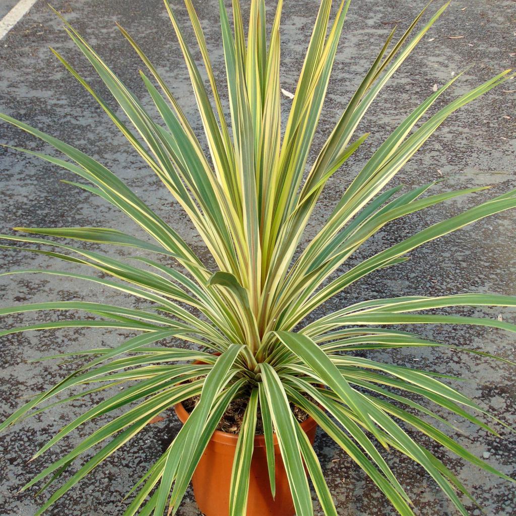 Cordyline Australis ‘Torbay Dazzler’ (Torbay Dazzler Cabbage Tree)