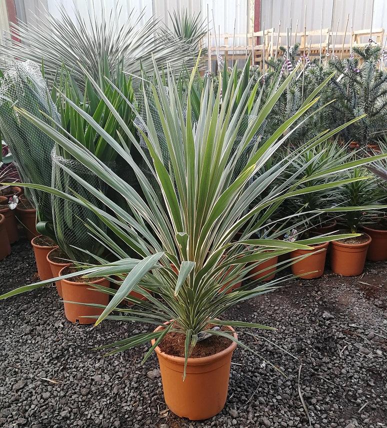 Cordyline Australis ‘Torbay Dazzler’ (Torbay Dazzler Cabbage Tree)
