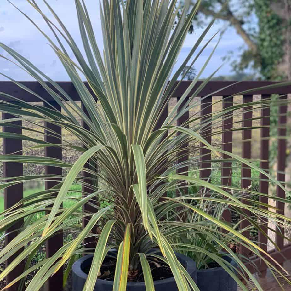 Cordyline Australis ‘Torbay Dazzler’ (Torbay Dazzler Cabbage Tree)