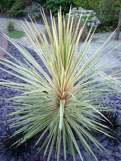 Cordyline Australis ‘Torbay Dazzler’ (Torbay Dazzler Cabbage Tree)
