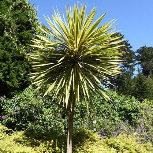 Cordyline Australis ‘Torbay Dazzler’ (Torbay Dazzler Cabbage Tree)