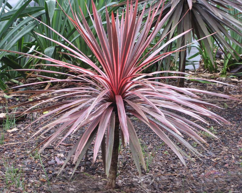 Cordyline Banksii ‘Electric Pink’ (Cabbage Palm)