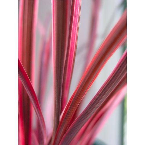 Cordyline Banksii ‘Electric Pink’ (Cabbage Palm)