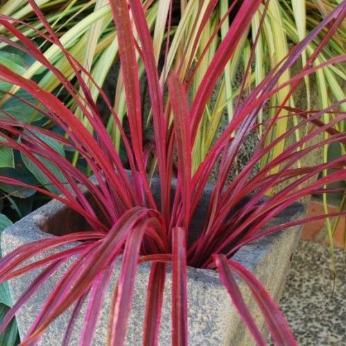 Cordyline Banksii ‘Raspberry Fountain’™