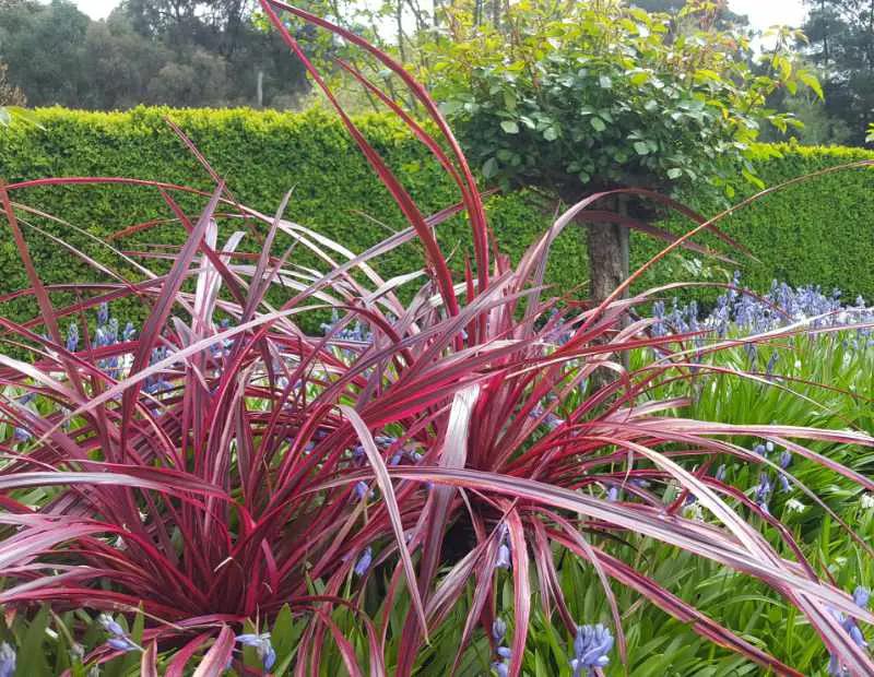 Cordyline Banksii ‘Raspberry Fountain’™