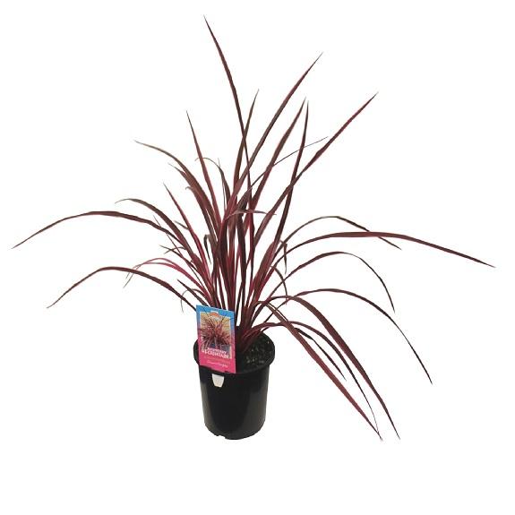 Cordyline Banksii ‘Raspberry Fountain’™