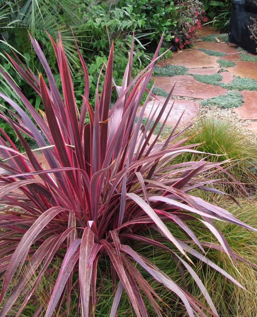 Cordyline Banksii ‘Sprilecpink’ (Electric Pink™ Cordyline)