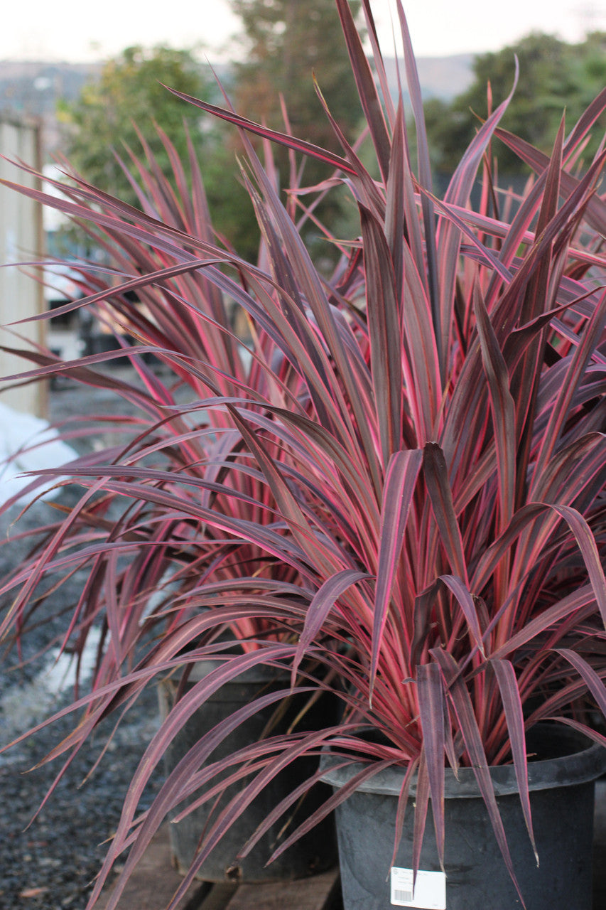 Cordyline Banksii ‘Sprilecpink’ (Electric Pink™ Cordyline)