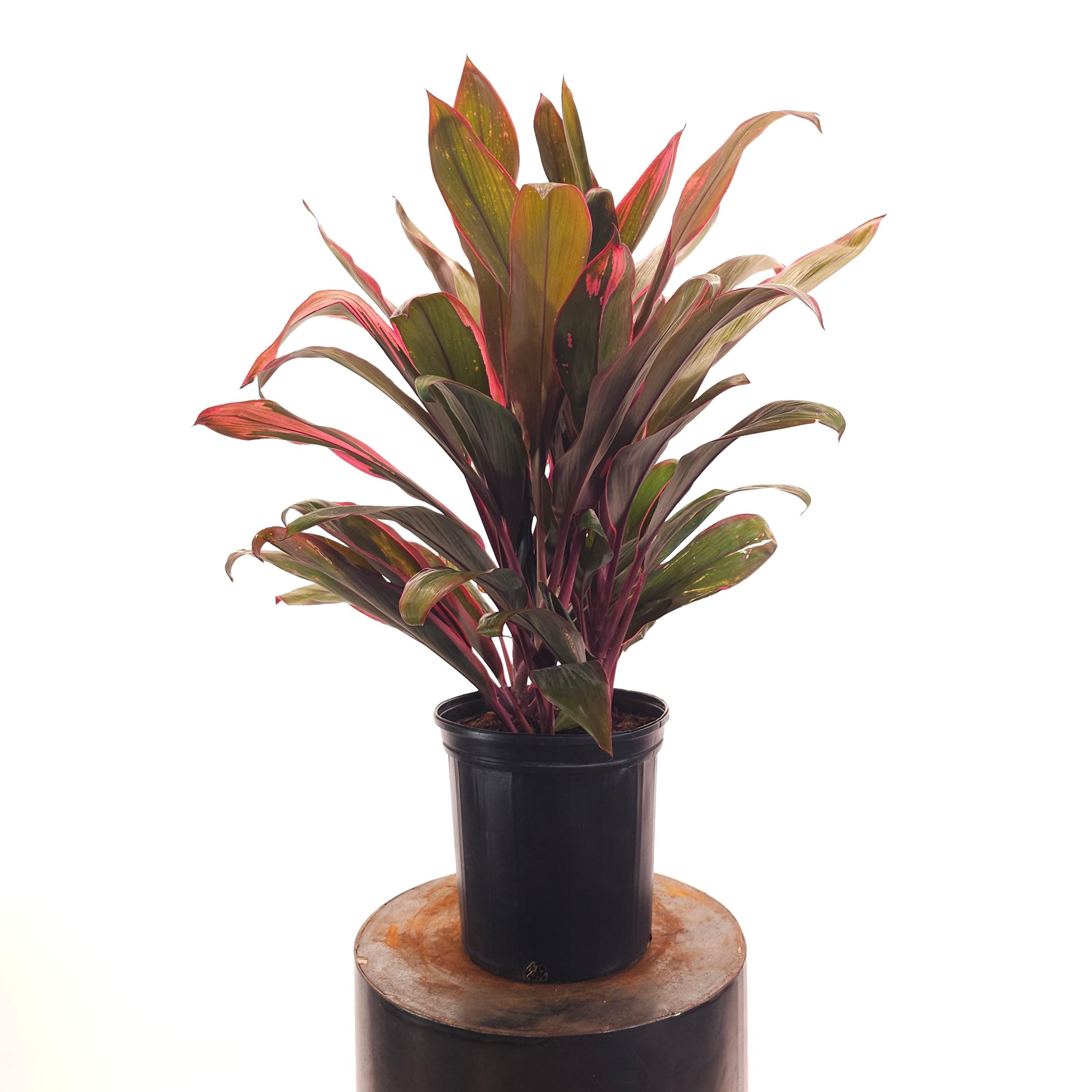 Cordyline Fruticosa ‘Hilo Rainbow’ (Hilo Rainbow Ti Plant)
