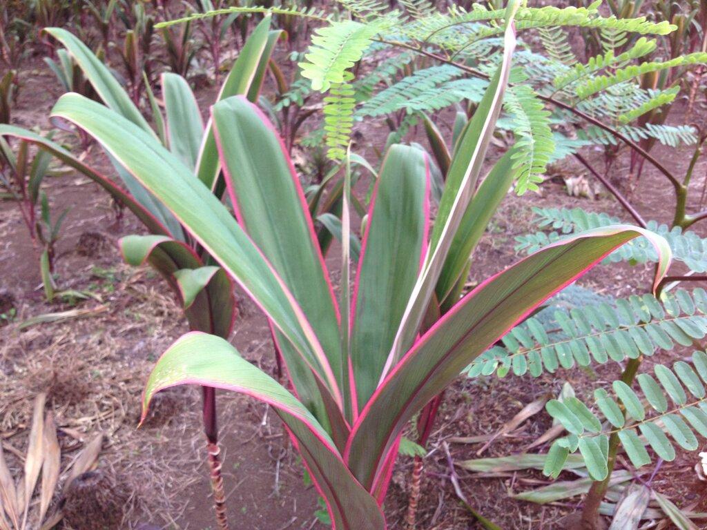 Cordyline Fruticosa ‘Hilo Rainbow’ (Hilo Rainbow Ti Plant)