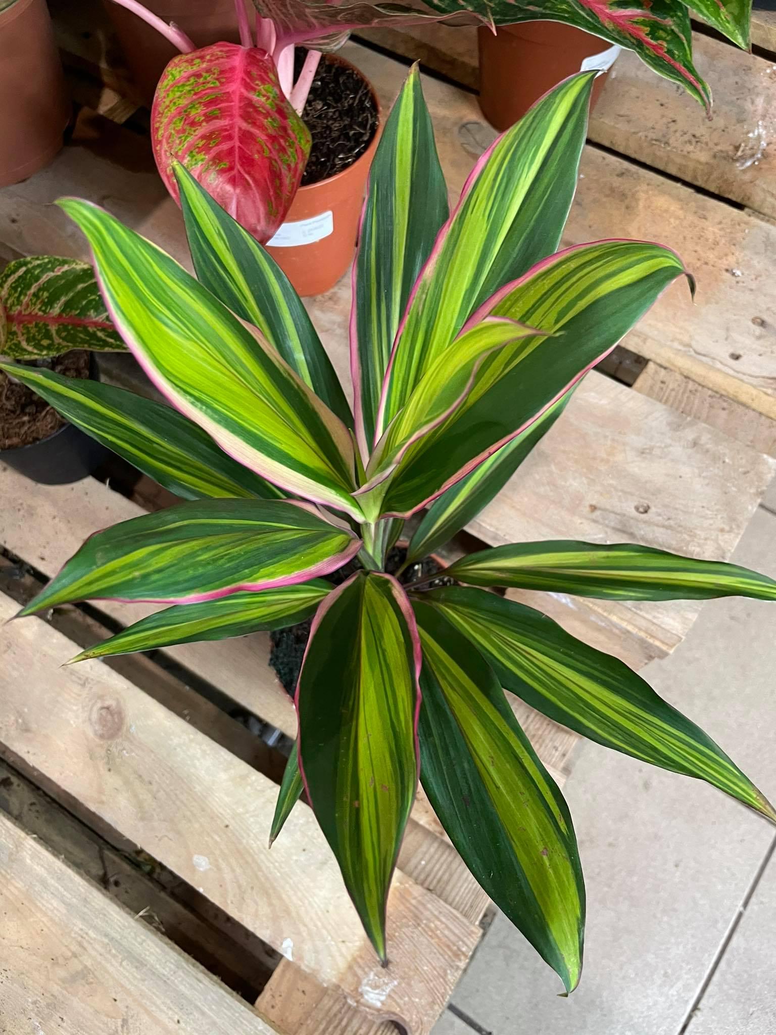 Cordyline Fruticosa ‘Kiwi’ ( Kiwi Ti Plant )