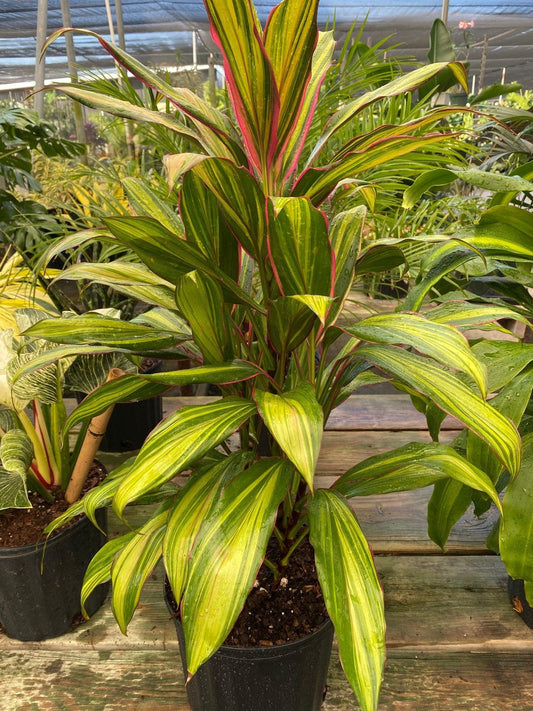 Cordyline Fruticosa ‘Kiwi’ ( Kiwi Ti Plant )