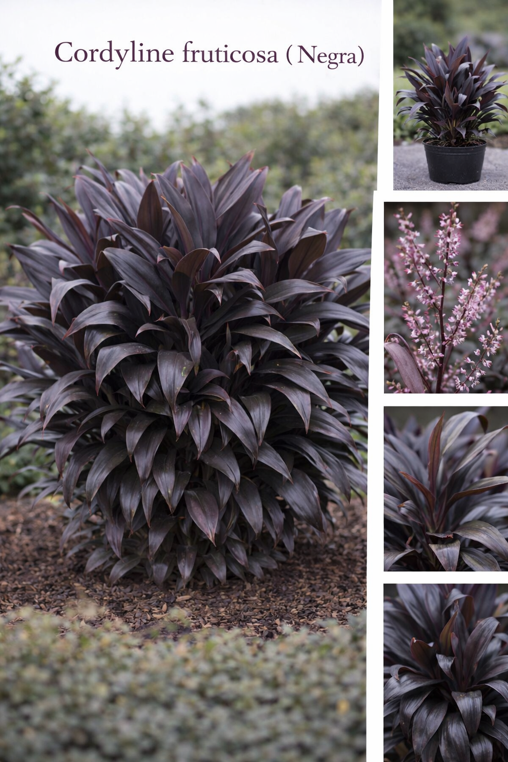 Cordyline Fruticosa (Negra)