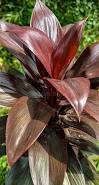 Cordyline Fruticosa ‘Negra’ (Negra Ti Plant)