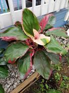 Cordyline Fruticosa ‘Negra’ (Negra Ti Plant)
