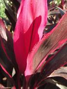 Cordyline Fruticosa ‘Negra’ (Negra Ti Plant)
