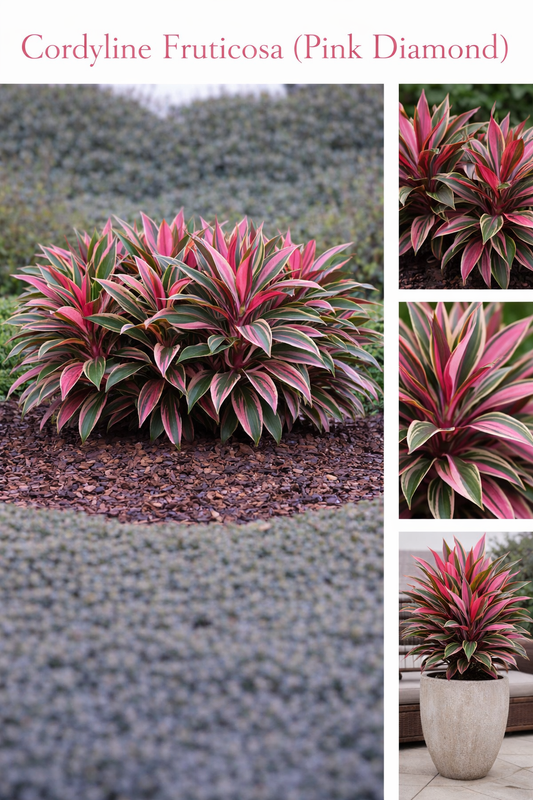 Cordyline Fruticosa (Pink Diamond)