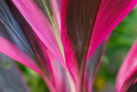 Cordyline Fruticosa ‘Pink Diamond’ (Pink Diamond Ti Plant)