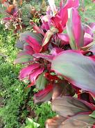 Cordyline Fruticosa ‘Pink Diamond’ (Pink Diamond Ti Plant)