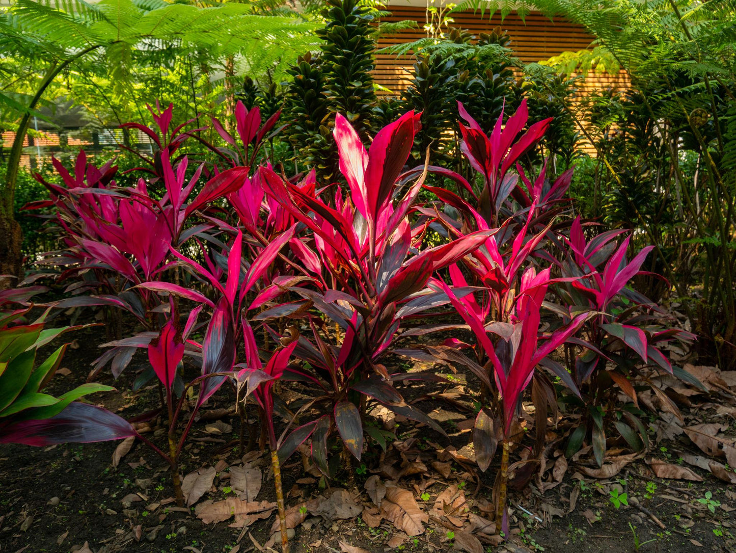 Cordyline Fruticosa ‘Purple Prince’ (Purple Prince Cordyline)
