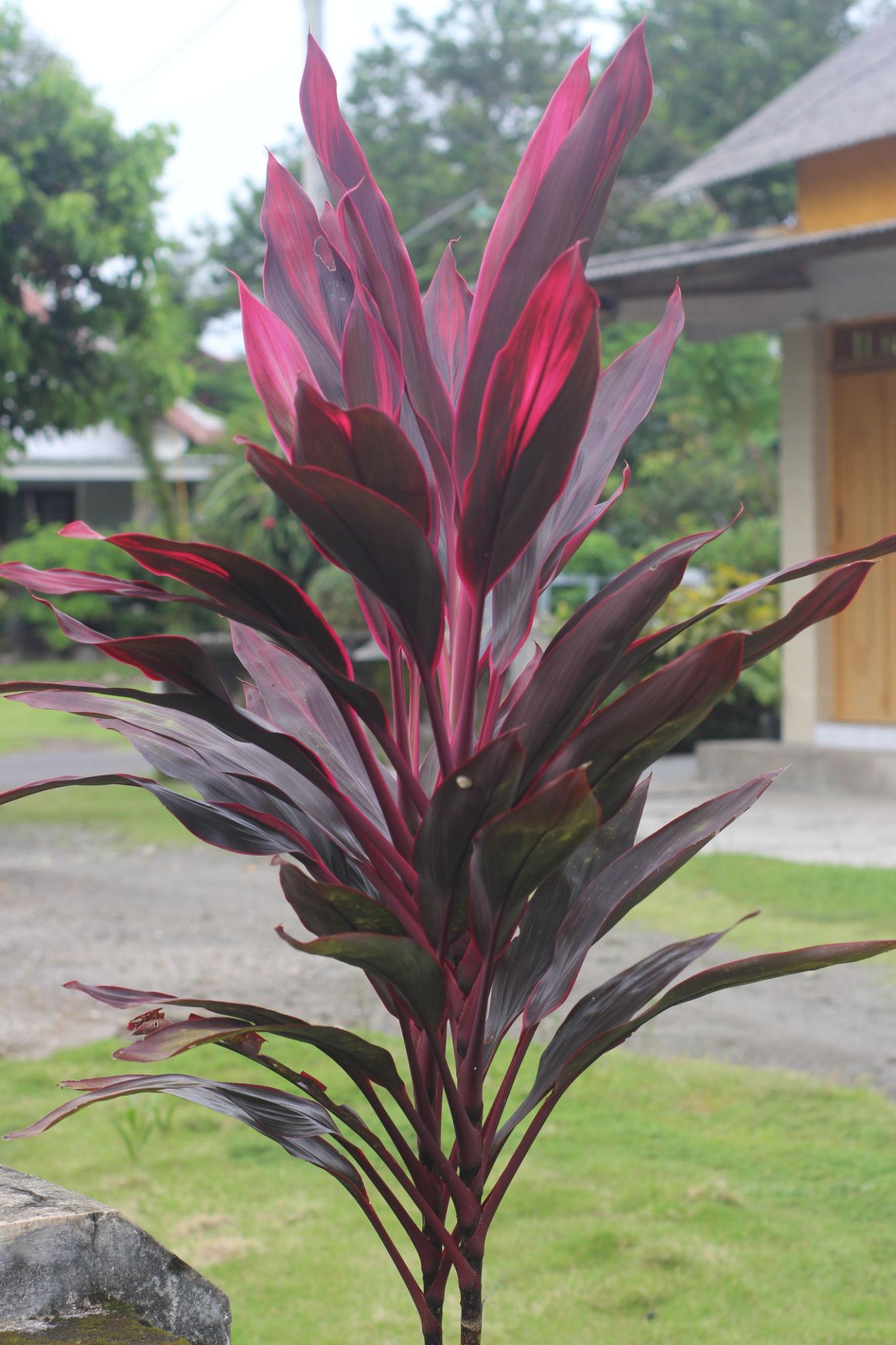 Cordyline Fruticosa ‘Purple Prince’ (Purple Prince Cordyline)