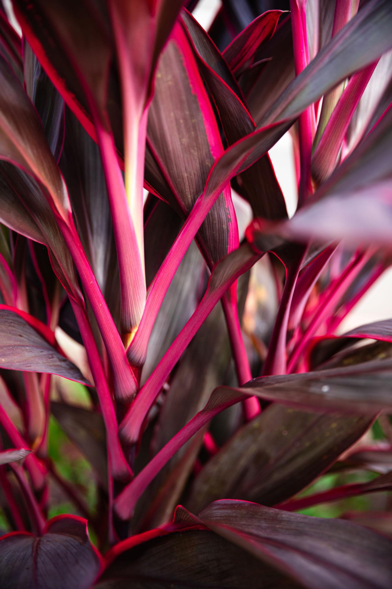 Cordyline Fruticosa ‘Purple Prince’ (Purple Prince Cordyline)