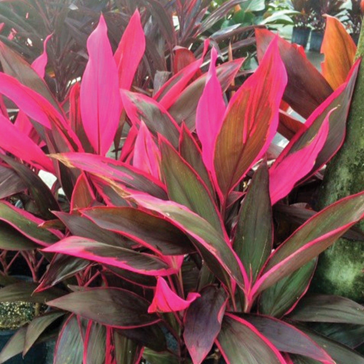 Cordyline Fruticosa ‘Red Sister’ (Red Sister Cordyline)