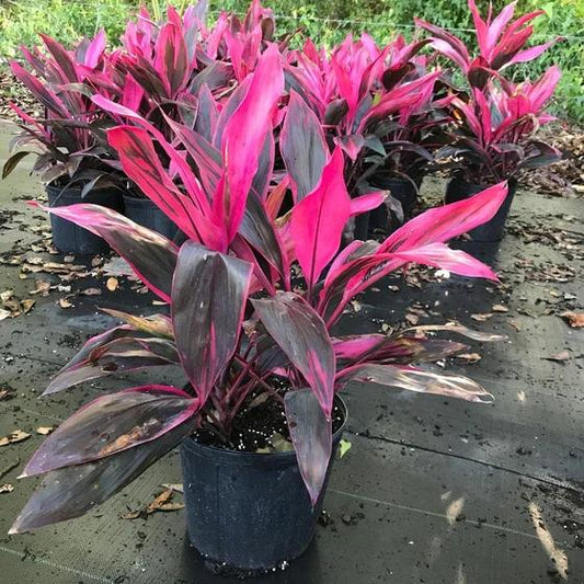 Cordyline Fruticosa ‘Red Sister’ (Red Sister Cordyline)