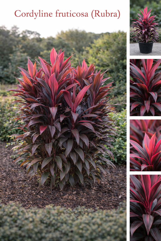 Cordyline Fruticosa (Rubra)