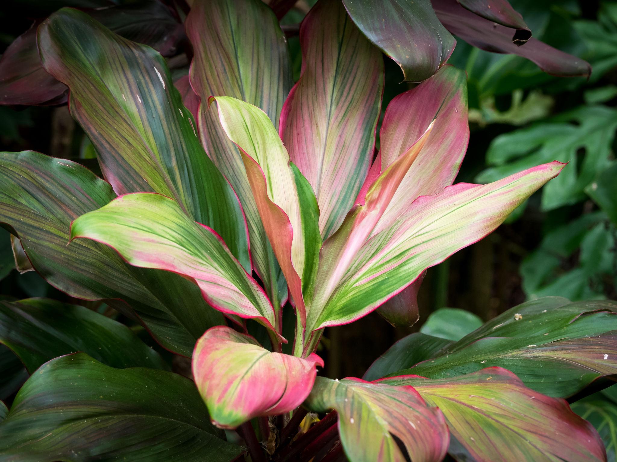 Cordyline Fruticosa ‘Rumba’ (Rumba Cordyline)