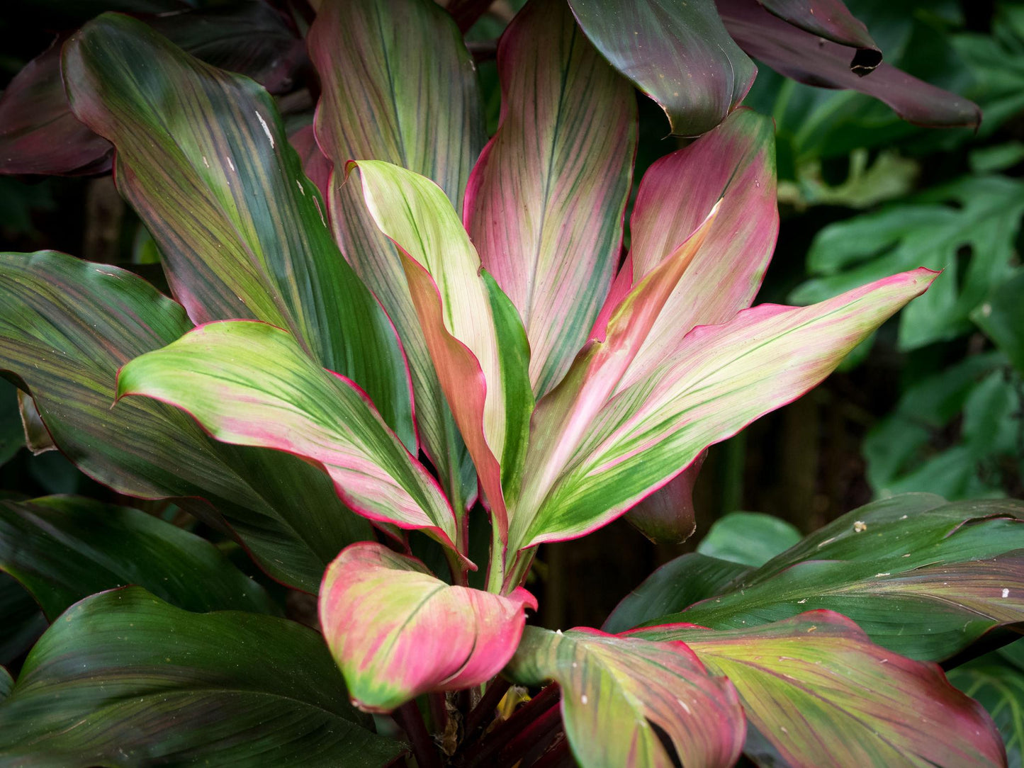 Cordyline Fruticosa ‘Rumba’ (Rumba Cordyline)