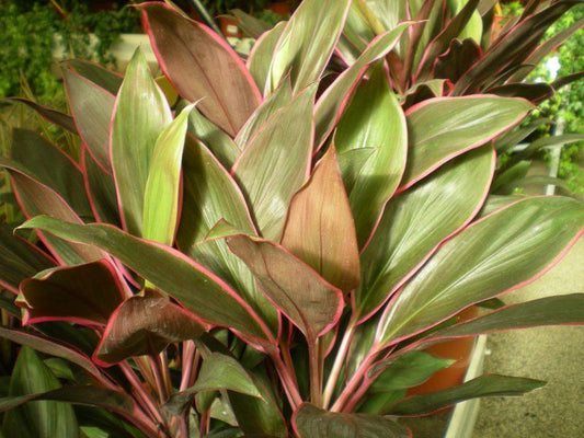 Cordyline Fruticosa ‘Rumba’ (Rumba Cordyline)