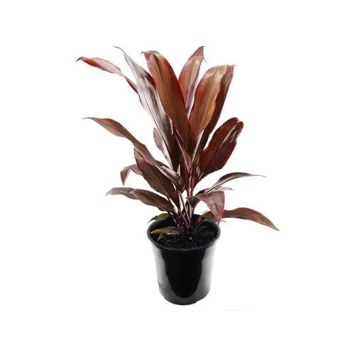 Cordyline Fruticosa Rubra (Cordyline) plant in a pot, stock ready for sale, highlighting its striking foliage.