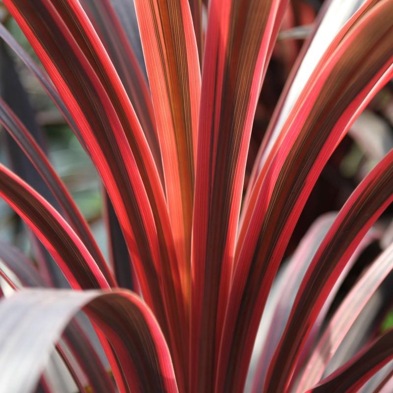 Cordyline Australis (Red Sensation) CLEARANCE