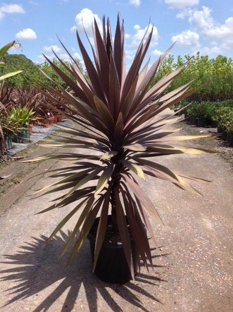 Cordyline Australis (Red Sensation) CLEARANCE