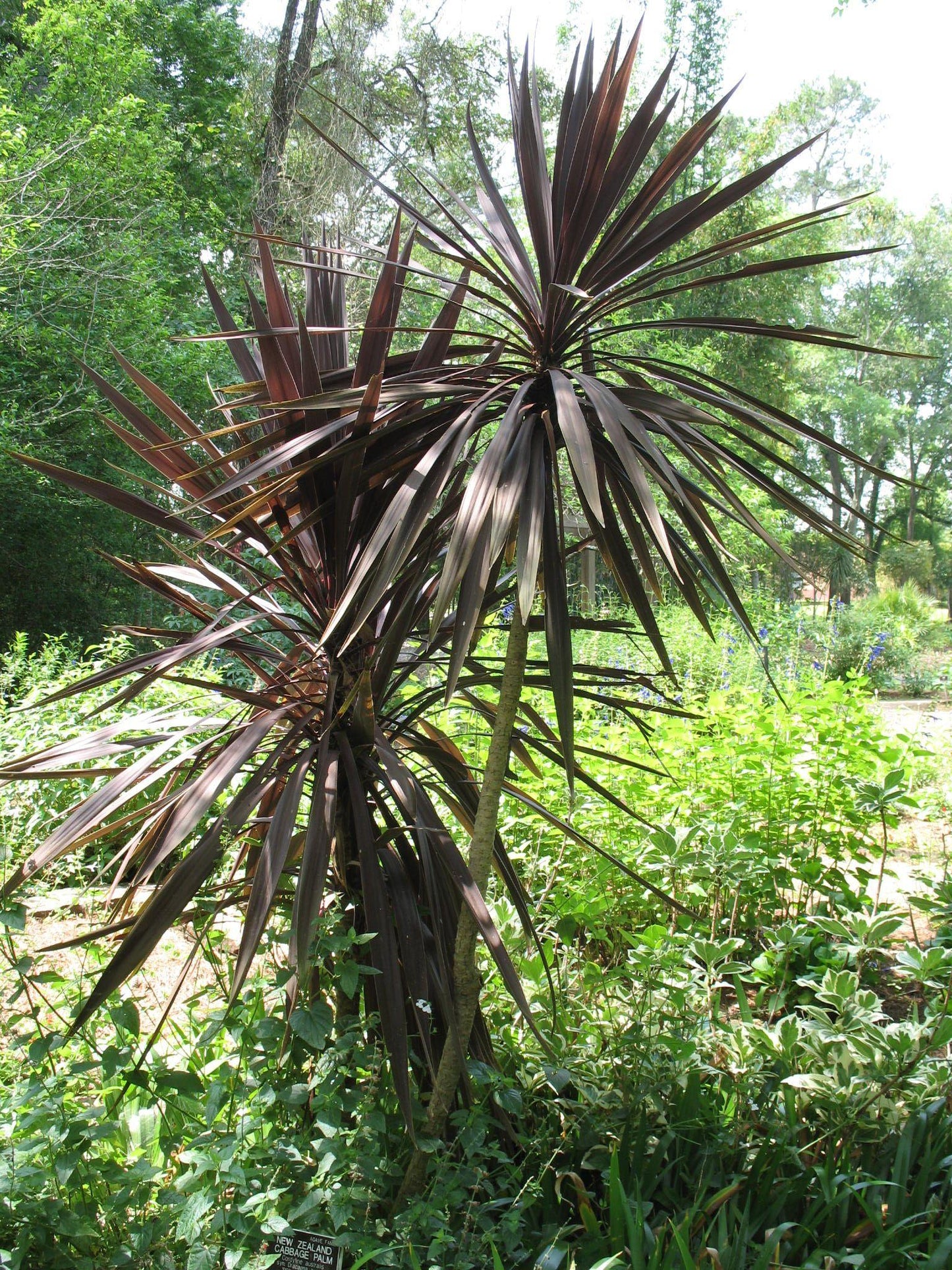 Cordyline Australis (Red Sensation) CLEARANCE