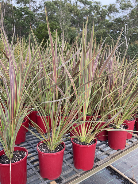 Cordyline Banksii ‘Electric Star’™ ‘Sprilecstar’