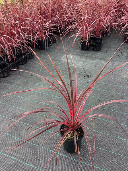 Cordyline Banksii ‘Raspberry Fountain’™