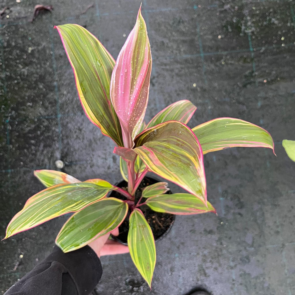Cordyline fruticosa (Akka Rose)