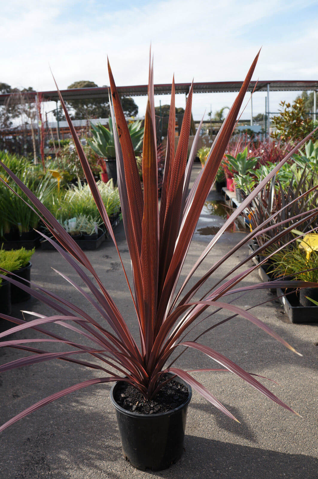 Cordyline 'Pocahontas' (Cabbage Tree)