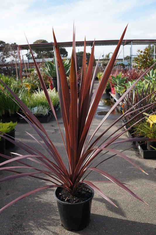 Cordyline 'Pocahontas' (Cabbage Tree)