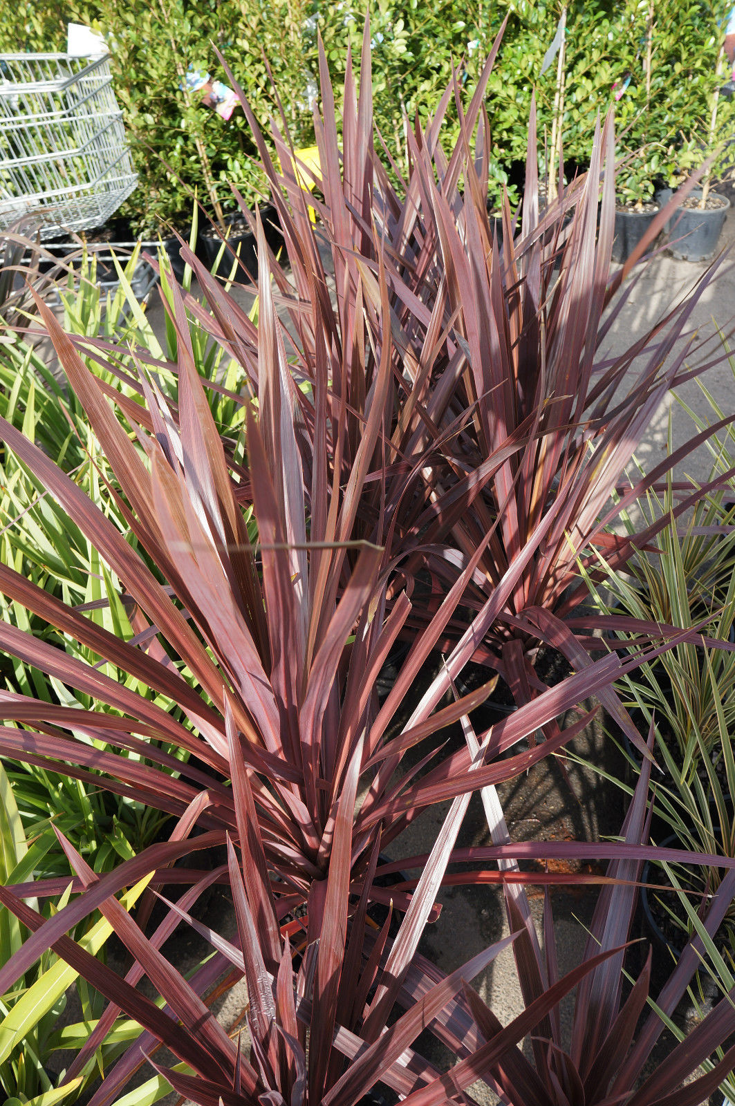 Cordyline 'Pocahontas' (Cabbage Tree)