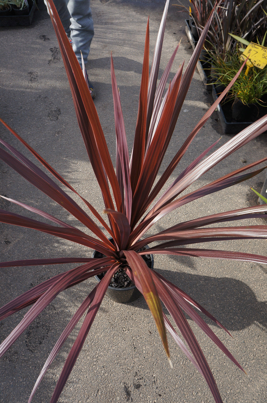 Cordyline 'Pocahontas' (Cabbage Tree)